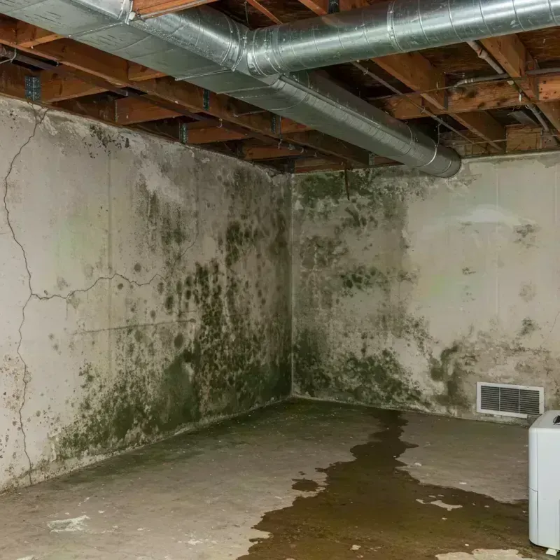 Professional Mold Removal in Dupo, IL